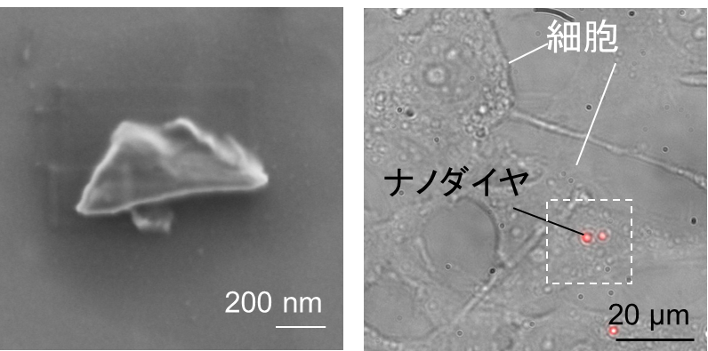 超高品質ナノダイヤモンドによるナノサイズの温度センサー