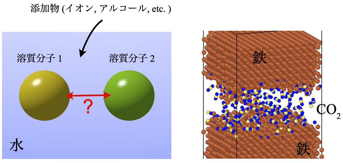 「見えない分子の力」を理論とシミュレーションで解き明かす